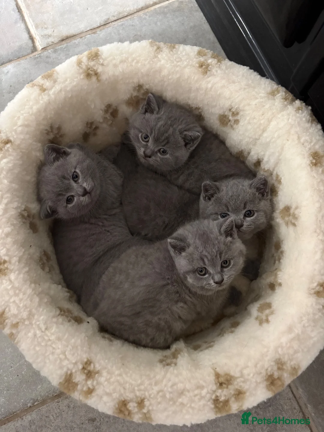 British Shorthair cats for sale: Betsy’s (Scottish fold) babies (British shorthair) in Tadcaster - Advert 1