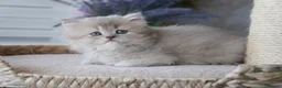 Munchkin cats for sale: Beautiful munchkin kittens - Advert 3