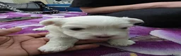 Bichon Frise dogs for sale: Small puppy for sale  - Advert 19
