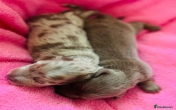 Dachshund dogs for sale: Miniature Long Haired Dachshund Puppies - Advert 7