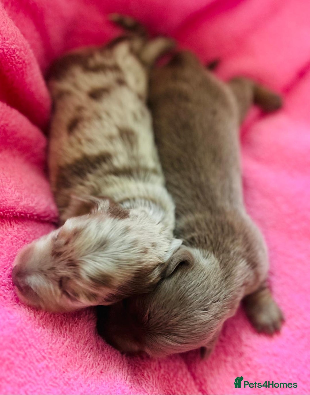 Dachshund dogs for sale: Miniature Long Haired Dachshund Puppies - Advert 7