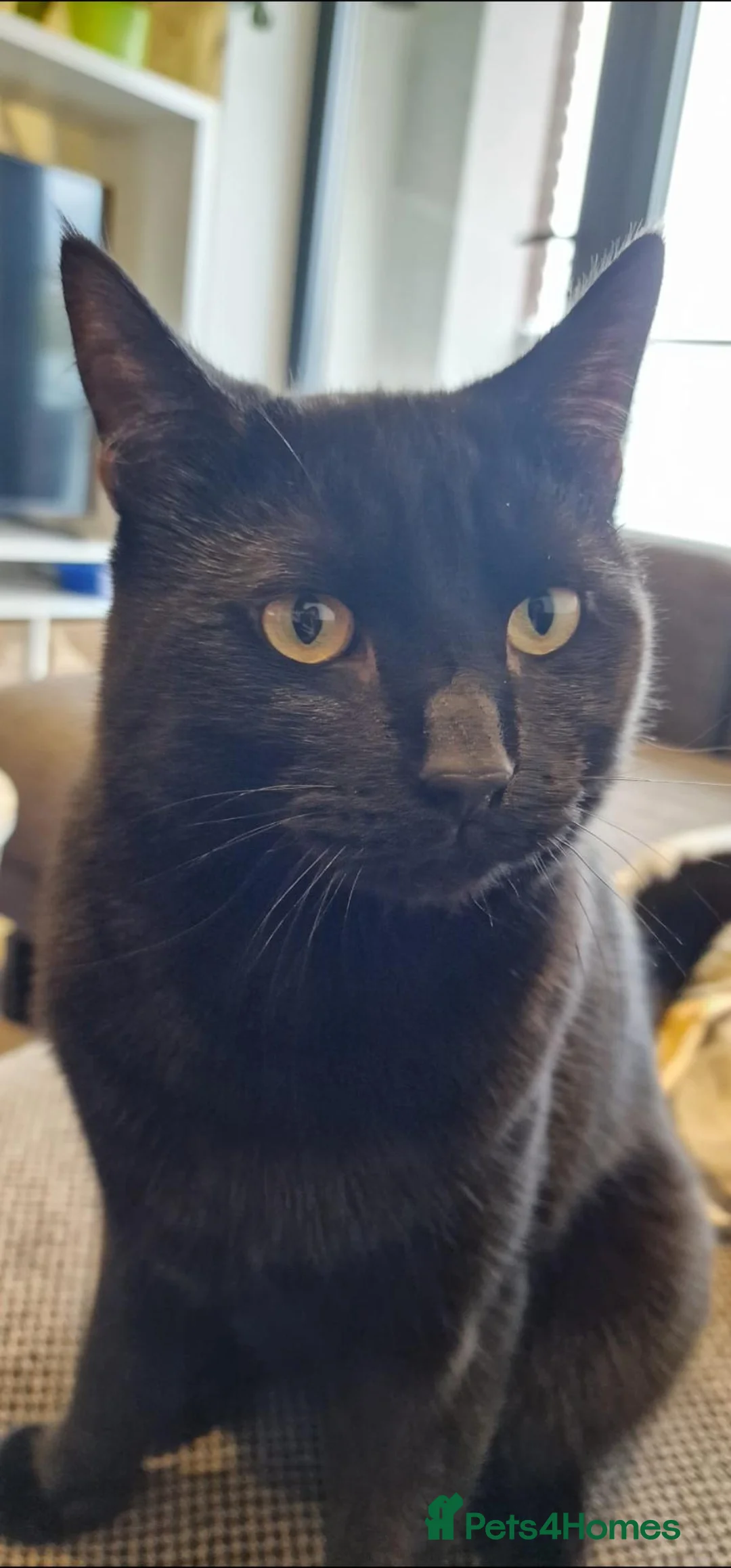 Bombay cats for sale: FREE TO REHOME Male Black Bombay Cat - Advert 2