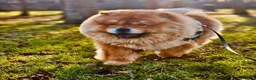 Chow Chow dogs for sale: Kc chow chow  - Advert 3