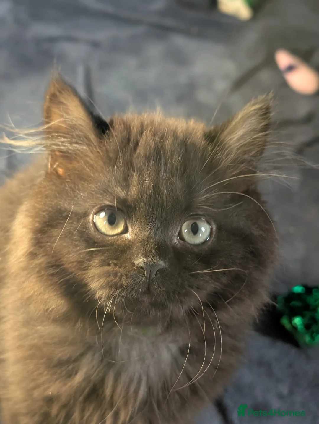 British Shorthair cats for sale: Ready to leave-Beautiful shorthair/longhair in Lutterworth - Advert 2