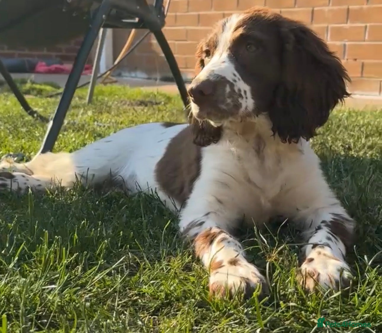 Sprocker dogs Sprocker spaniels *Ready to leave now!  - Advert 2