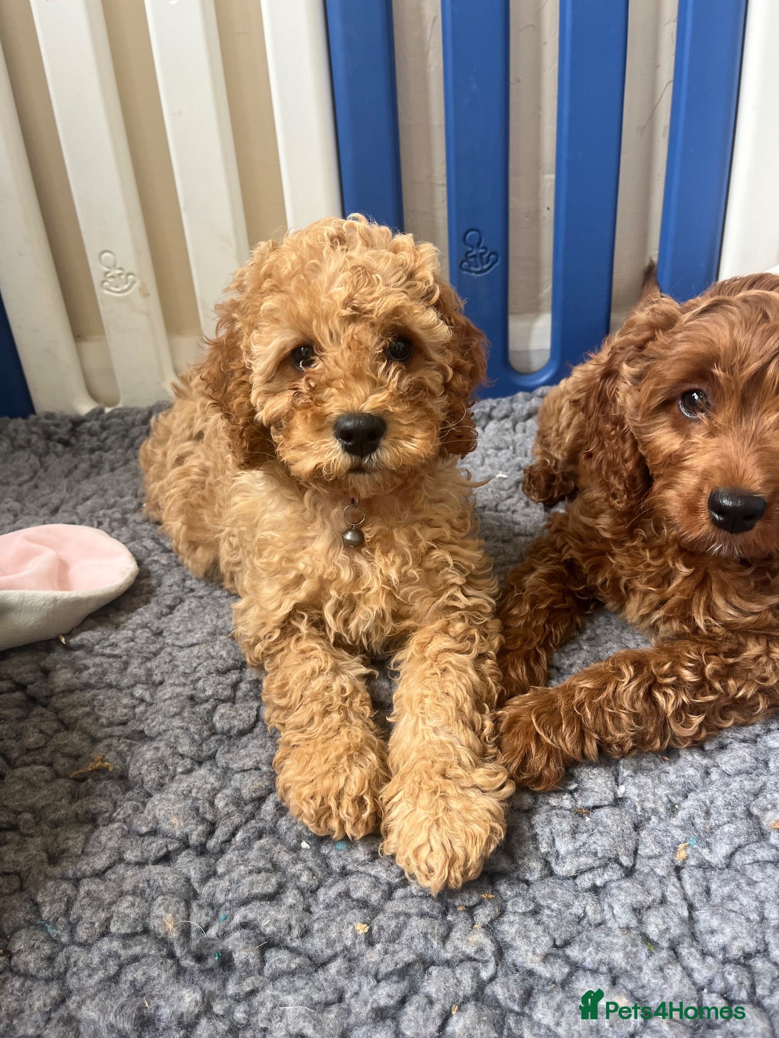 Cavapoo dogs Top quality, health tested F1b Cavapoo babies - Advert 16