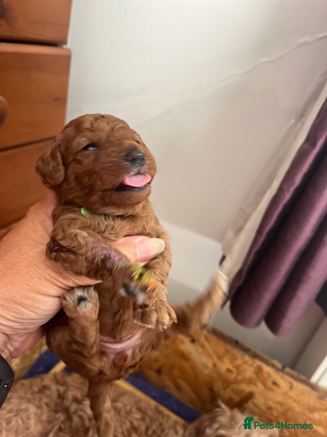 Cockapoo dogs for sale: Gorgeous F1b fox red cockapoo puppies  - Image 20