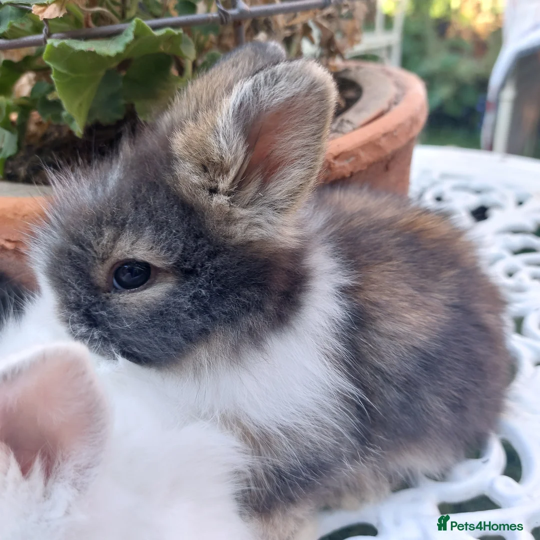 Lionhead rabbits for sale: PURE BRED DOUBLE LION HEAD BABIES  - Advert 2