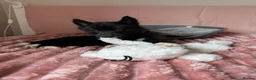 Utonagan dogs for sale: Crufts Line Husky x Malamute - Health tested 🐾 - Advert 27