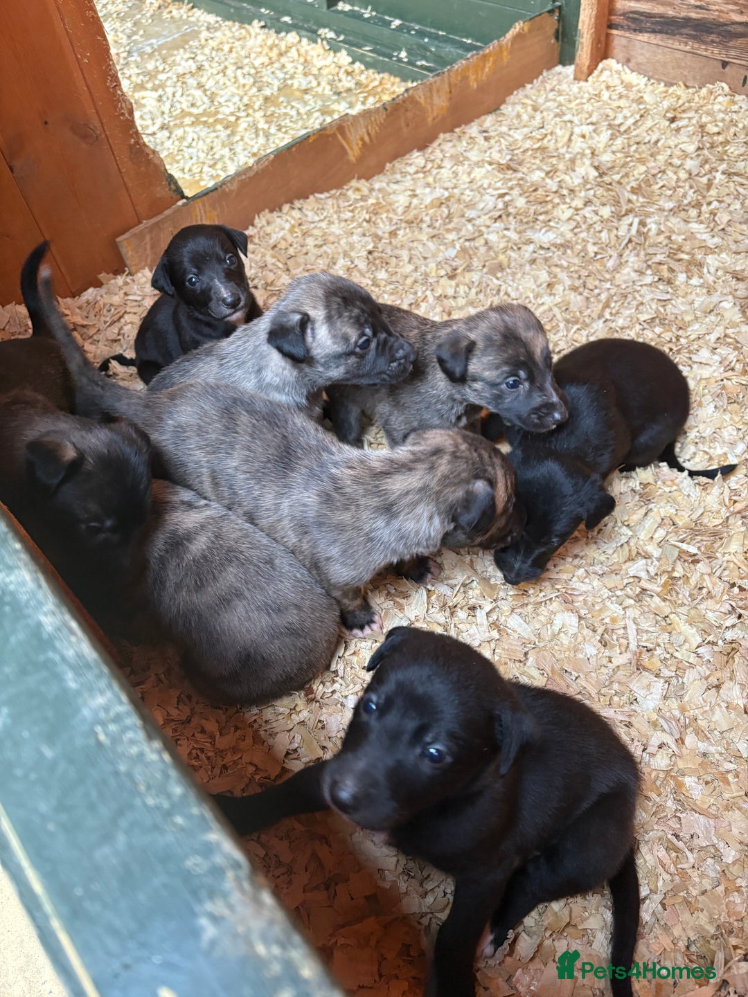 Lurcher dogs for sale: Lurcher Pups - 4 x boys - Advert 17