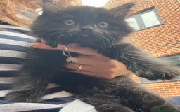 Mixed Breed cats for sale: ✨ The Midnight Magic – Ready to Steal Your Heart  - Image 11