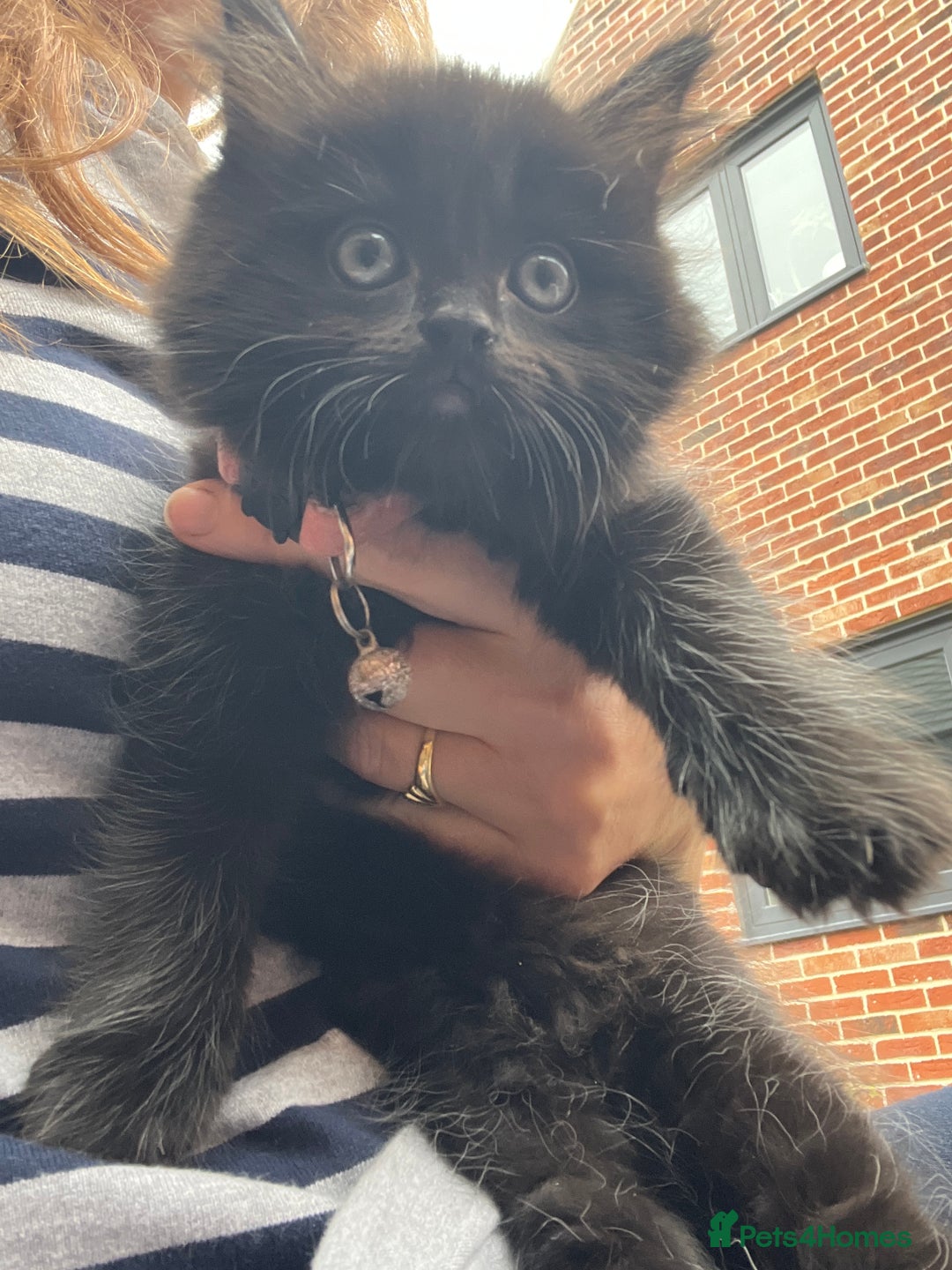 Mixed Breed cats for sale: ✨ The Midnight Magic – Ready to Steal Your Heart  - Image 11