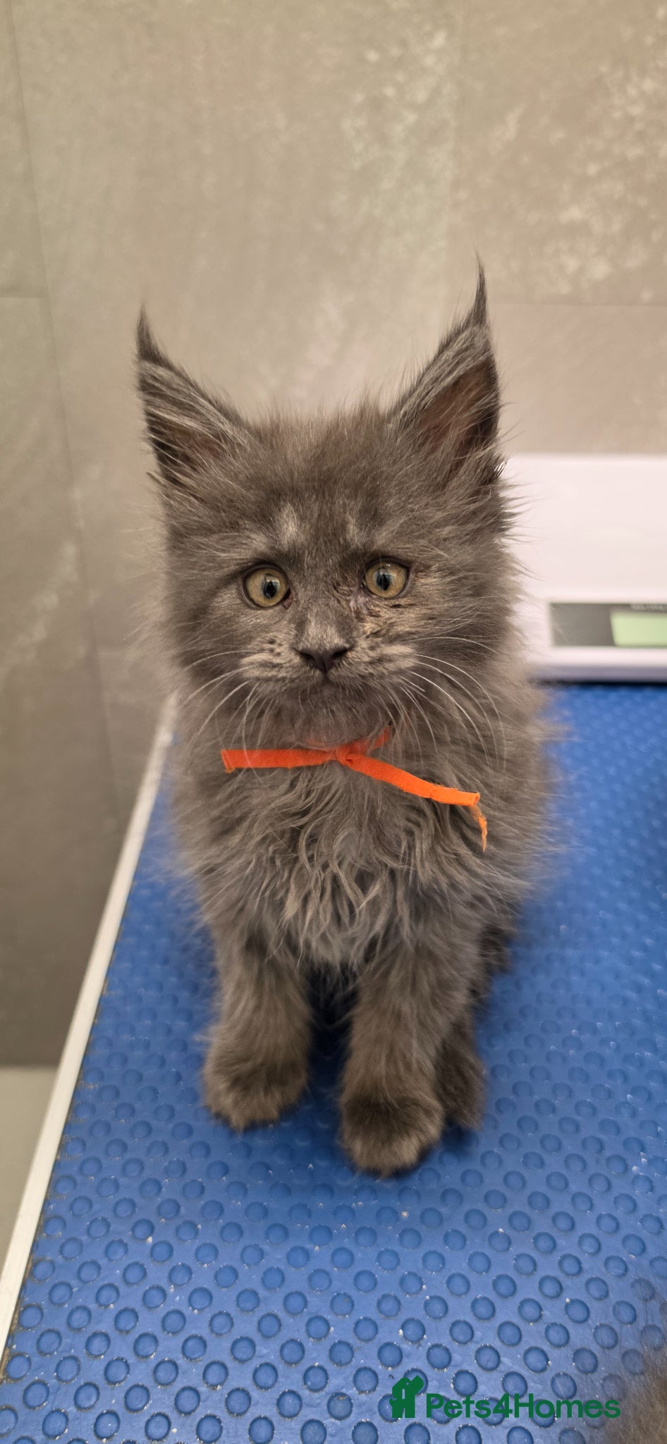 Maine Coon cats for sale: Maine coon Blue smoke kittens Sapphire Skies  - Advert 18
