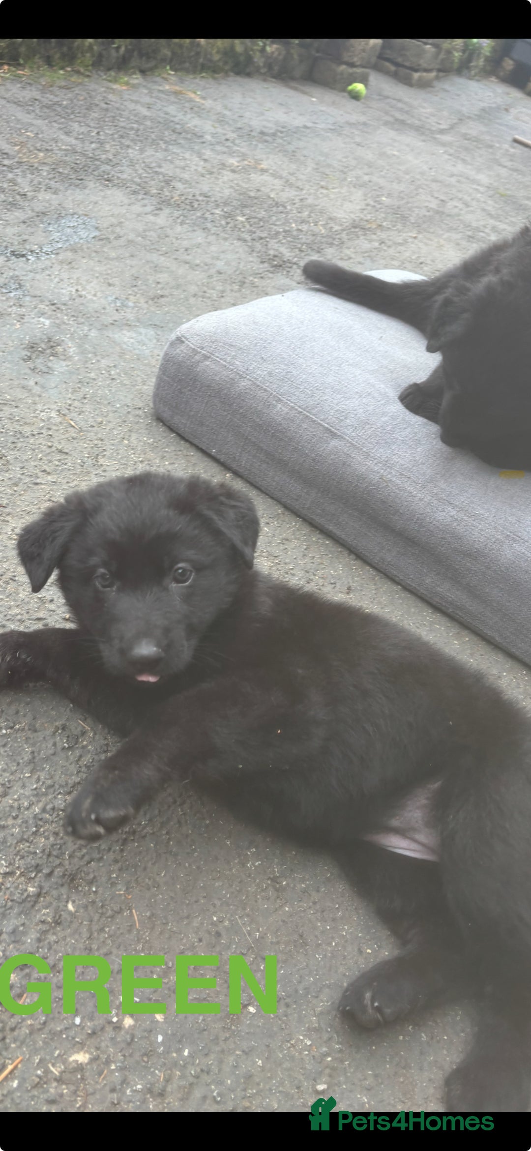 German Shepherd dogs for sale: ONE GIRL AVAILABLE -German shepherd puppies - Image 8