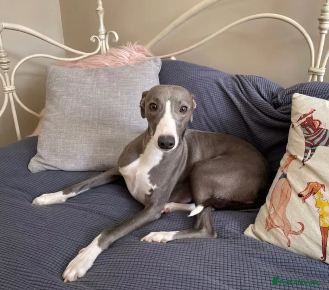Whippet dogs for sale: Retiring blue & white whippet show girl available - Advert 2