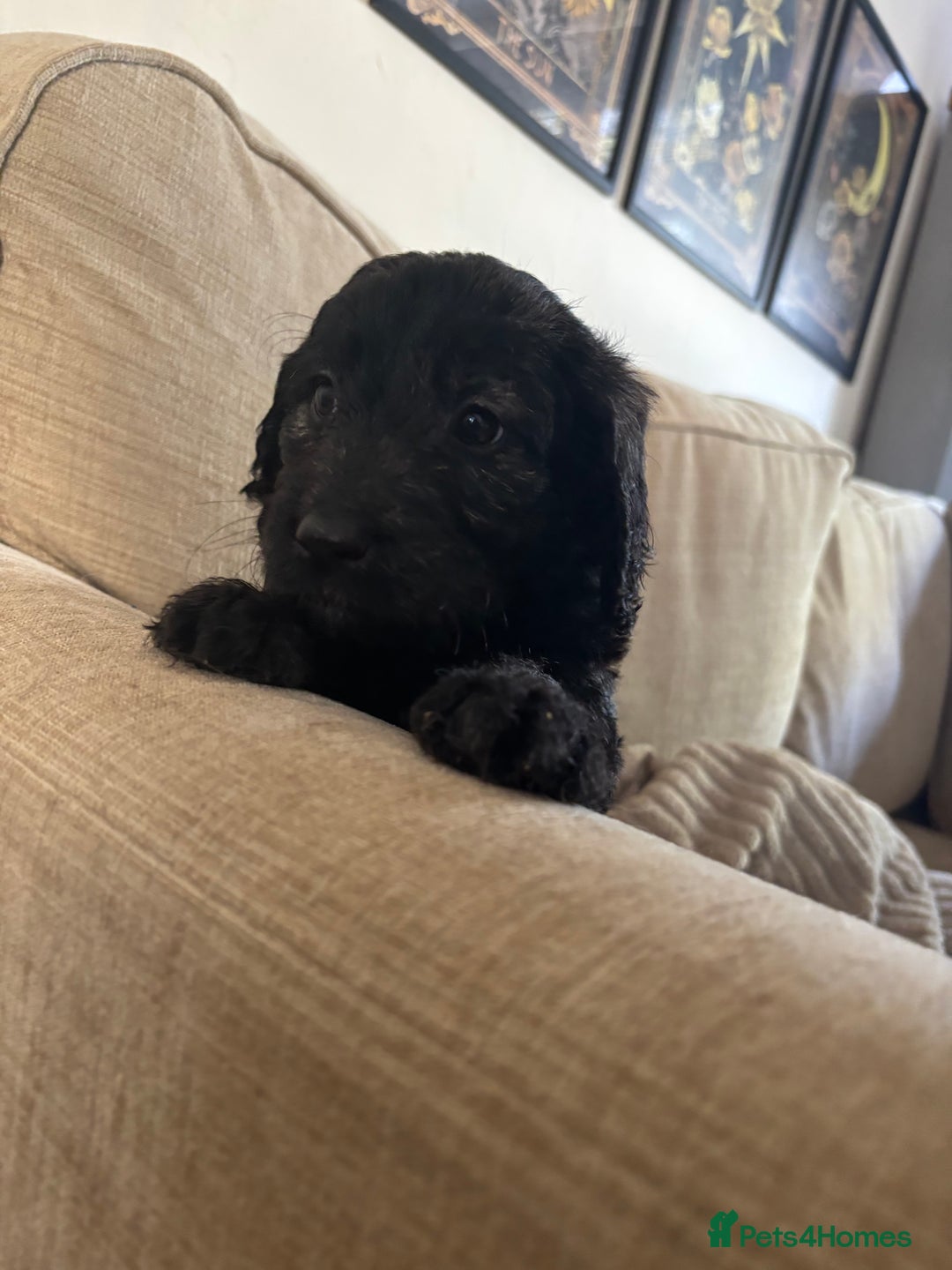 Goldendoodle dogs for sale: 12 Stunning Goldendoodles - Image 35
