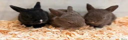 Mini Lop rabbits for sale: Mini lop x Rex bunnies for sale - Advert 2
