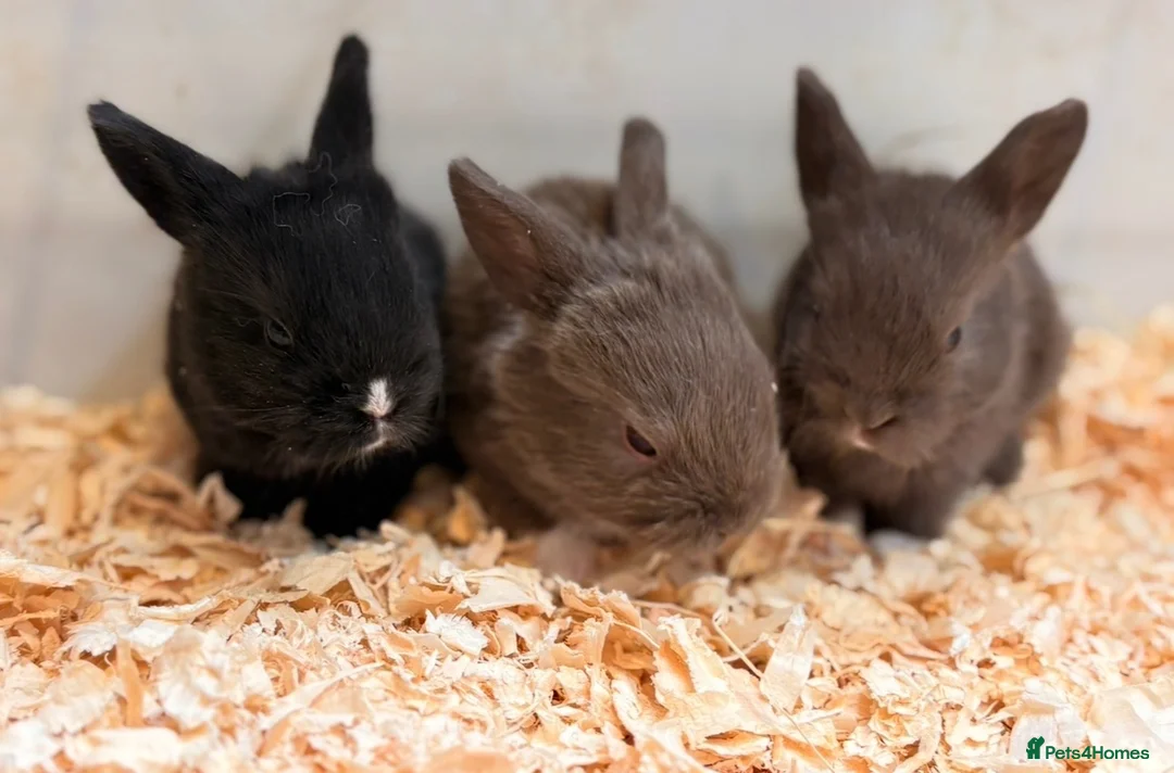 Mini Lop rabbits for sale: Mini lop x Rex bunnies for sale - Advert 2