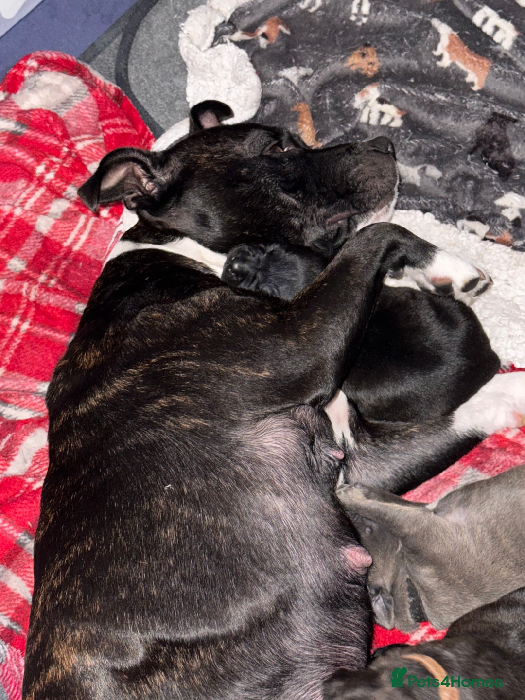 Staffordshire Bull Terrier dogs for sale: 6 Staffordshire pups - Advert 6