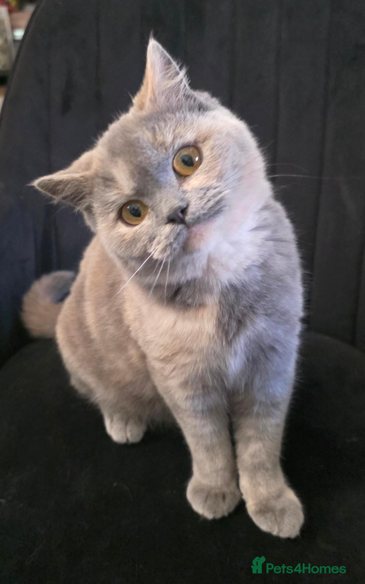 British Shorthair cats for sale: TICA Registered British Shorthair – Ready Now 🐾 - Advert 1