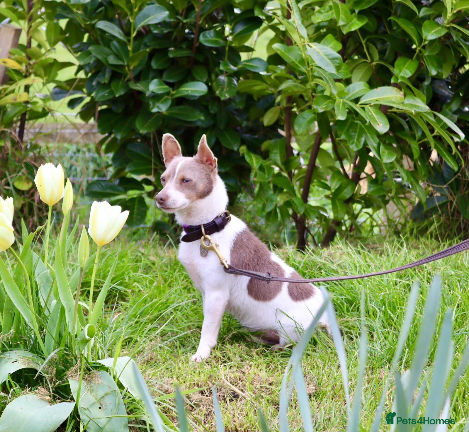 Jack Russell dogs Lilac tri wenlock jackrussel available for stud - Advert 4