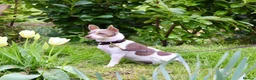 Jack Russell dogs for stud: Lilac tri wenlock jackrussel available for stud - Advert 3