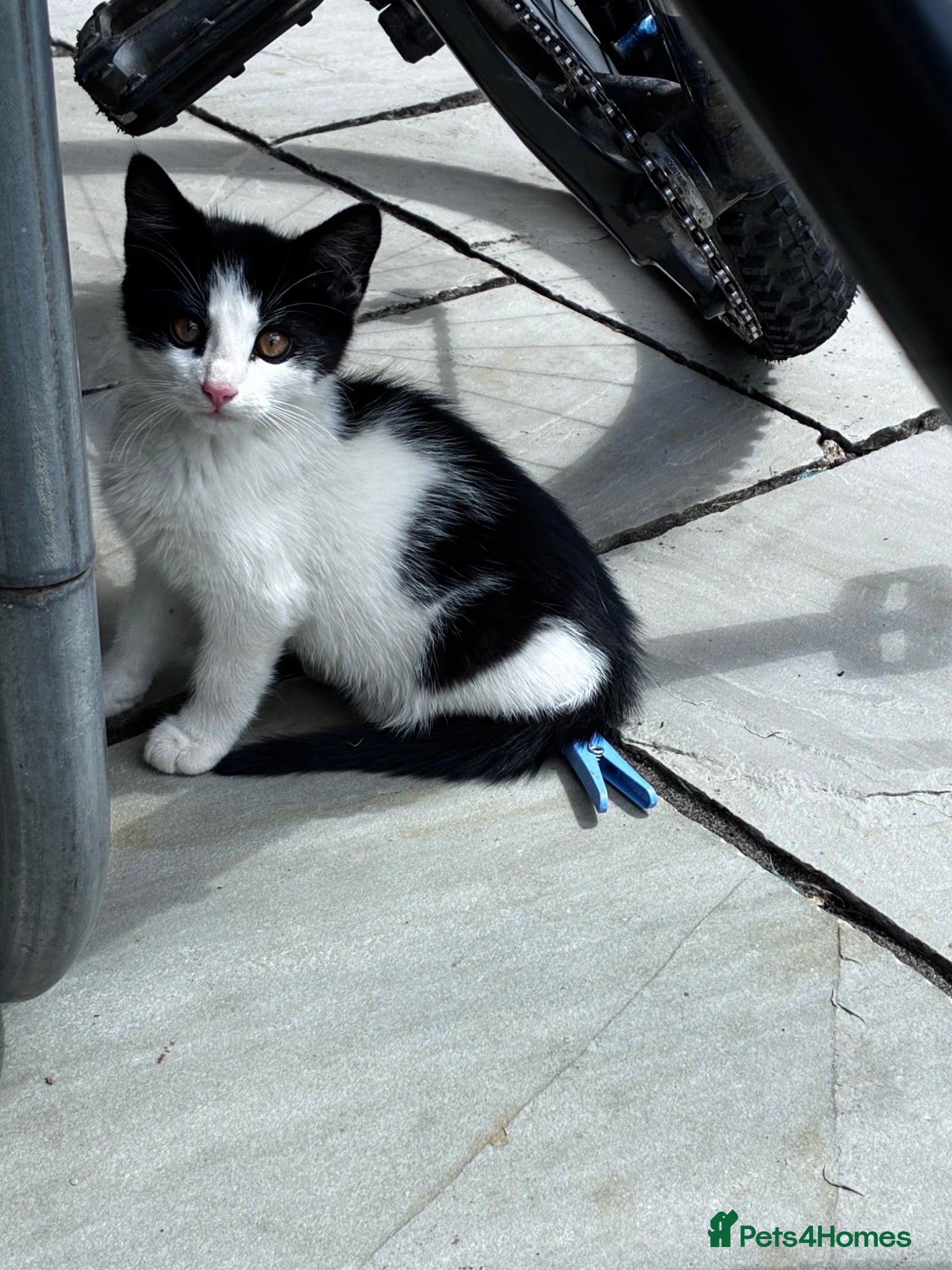 Mixed Breed cats 3 beautiful kittens for sale £50 each  - Advert 1