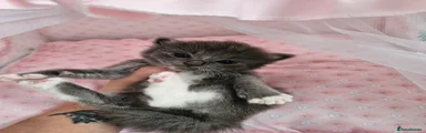 Ragdoll Kitten 2
