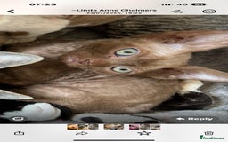 Devon Rex cats for sale: Devon Rex Kitten - Image 3