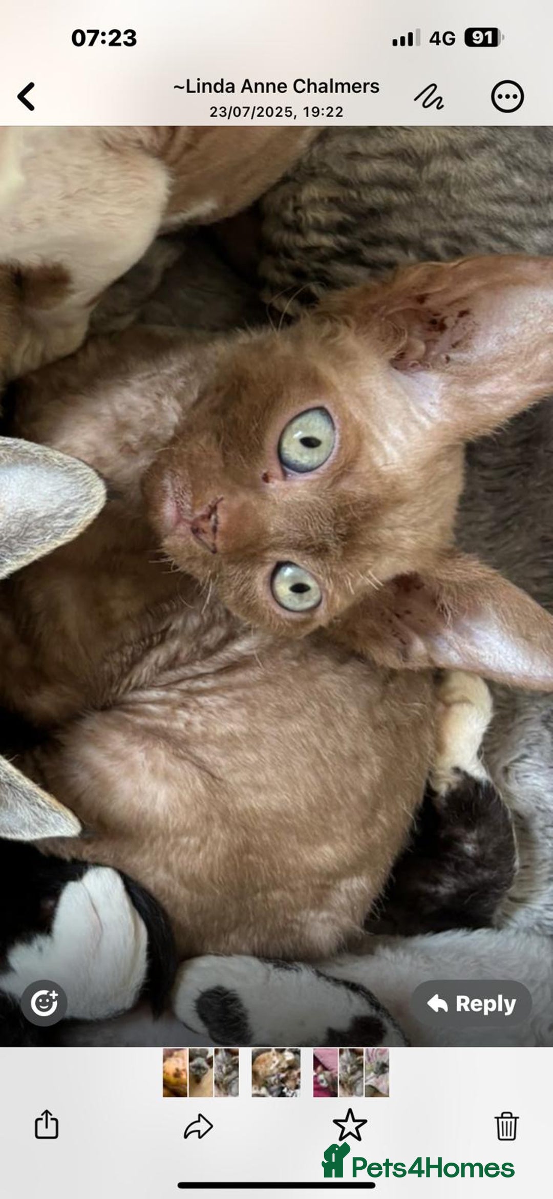 Devon Rex cats for sale: Devon Rex Kitten - Image 3