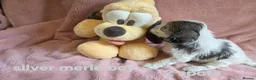 Cockapoo dogs for sale: Rare coloured f1 cockapoo pups - Advert 8