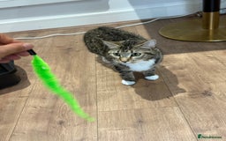 Domestic Shorthair cats for sale: Looking for a Loving Home for Our Two Cats! 🐾 - Image 10