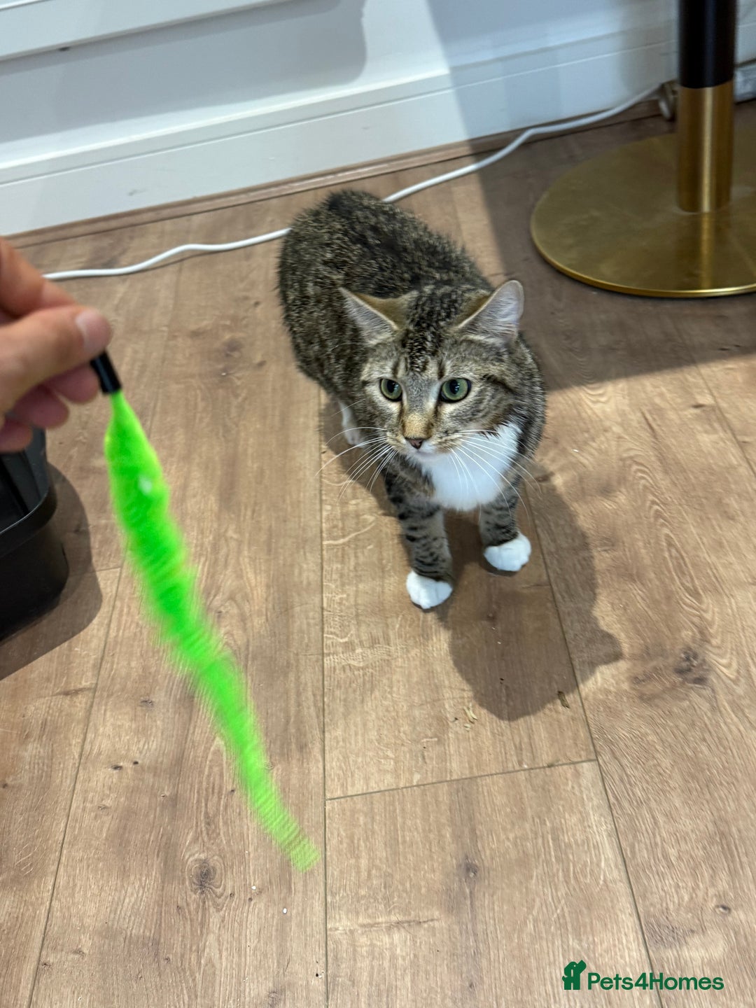 Domestic Shorthair cats for sale: Looking for a Loving Home for Our Two Cats! 🐾 - Image 10