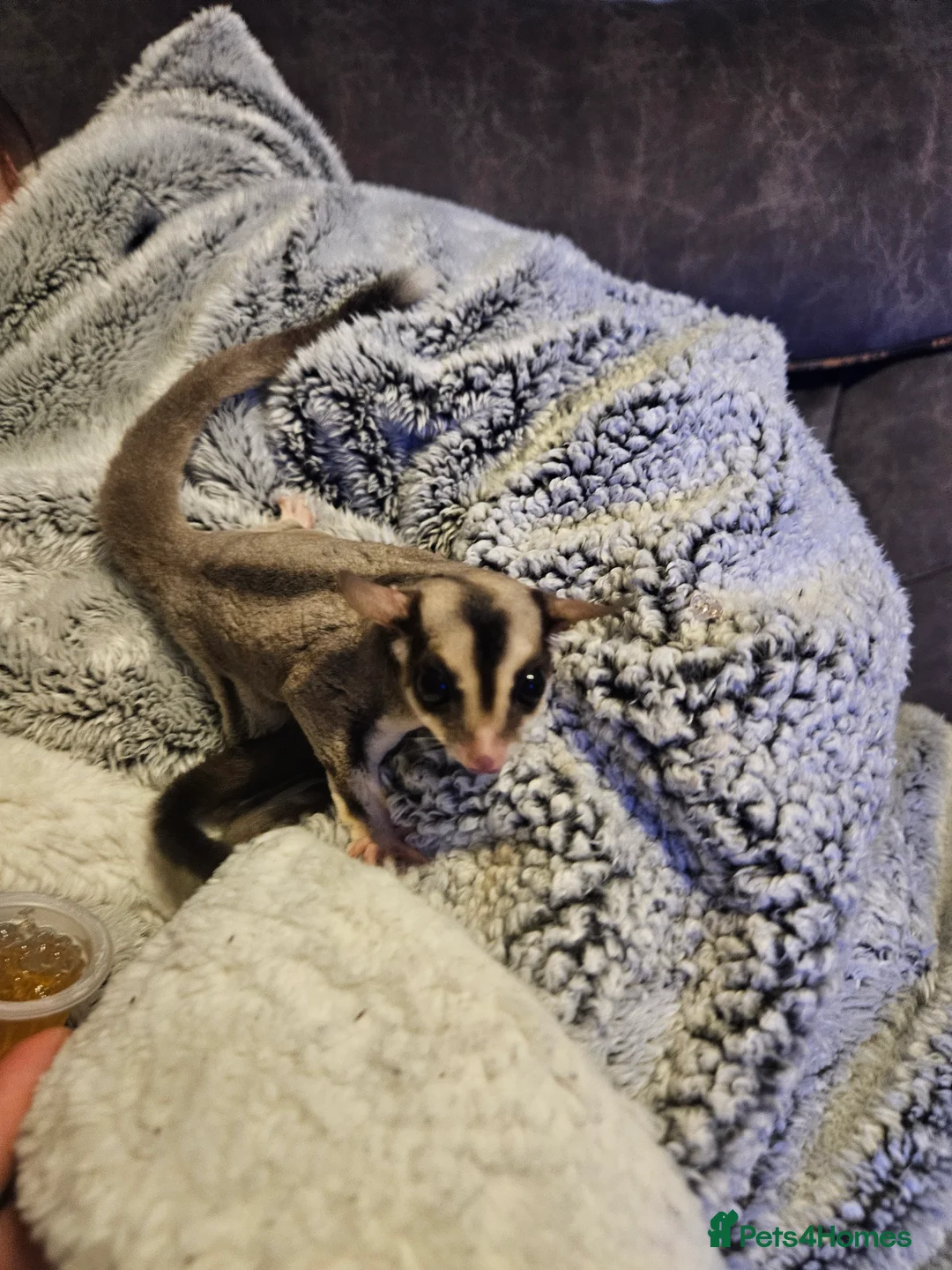 Sugar Glider rodents for sale: Sugar gliders for sale  - Advert 4
