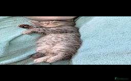 Mixed Breed cats for sale: Spynx X maincoon  - Image 18