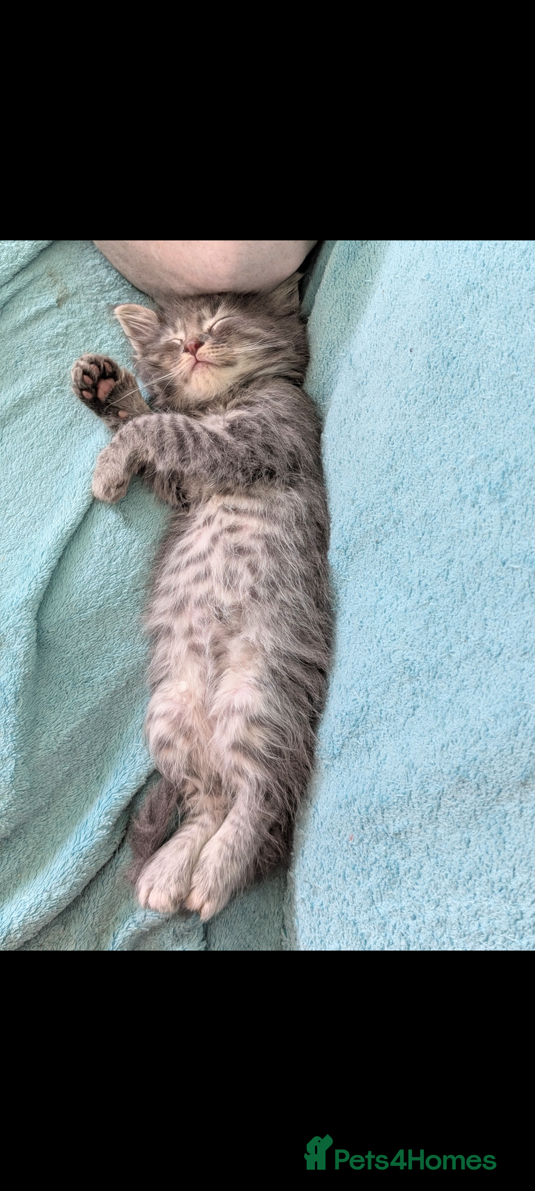 Mixed Breed cats for sale: Spynx X maincoon  - Image 18