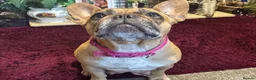 French Bulldog dogs for sale: ✨ STUNNING MERLE FRENCHIES | 5 BOYS & 1 GIRL 🫶🏻 in Derby - Advert 11