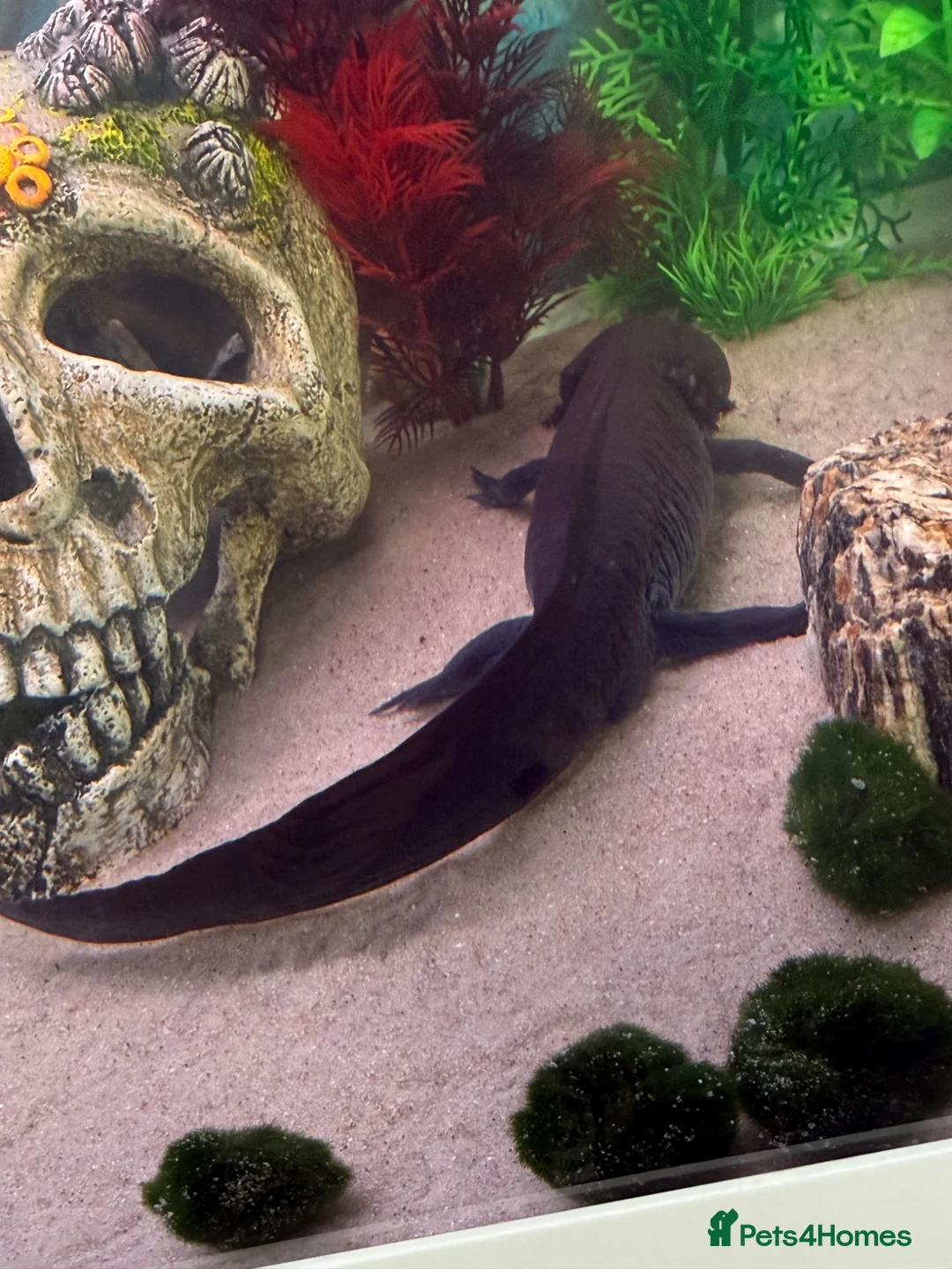 Other/Mixed Breed fish for sale: Pair of 2 male axolotl in Leicester - Advert 1