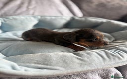 Miniature Dachshund dogs for sale: Miniature dachshund puppy’s  - Image 11