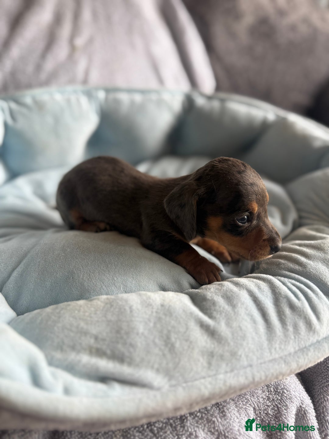 Miniature Dachshund dogs for sale: Miniature dachshund puppy’s  - Image 11