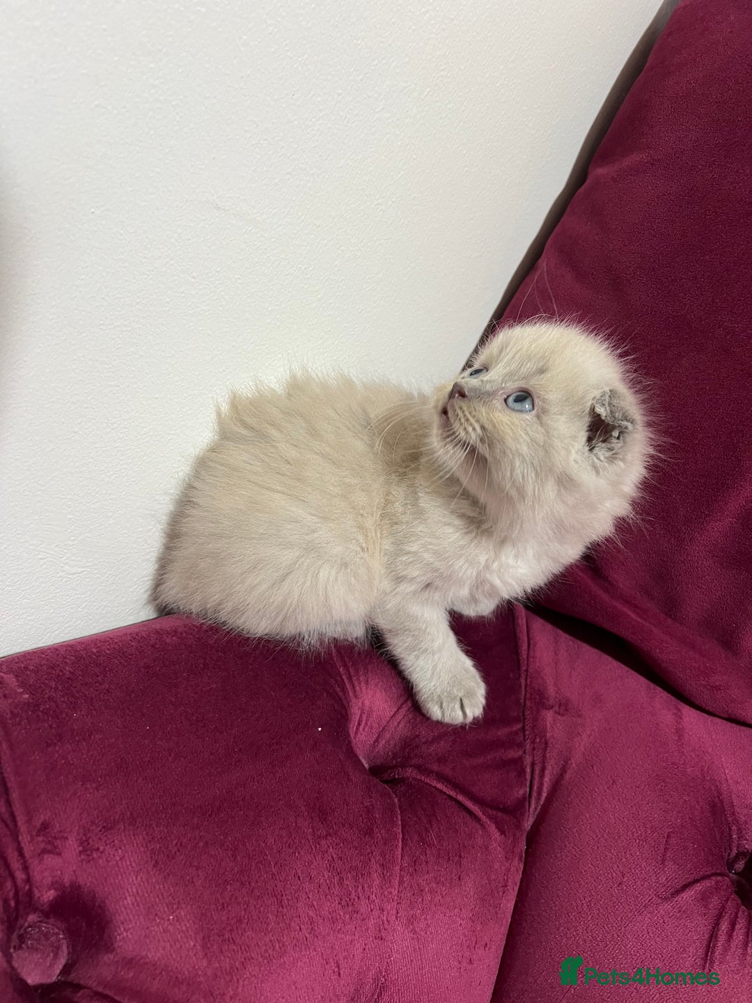 Scottish Fold cats for sale: Beautiful Scottish fold🌹☺️ - Advert 10