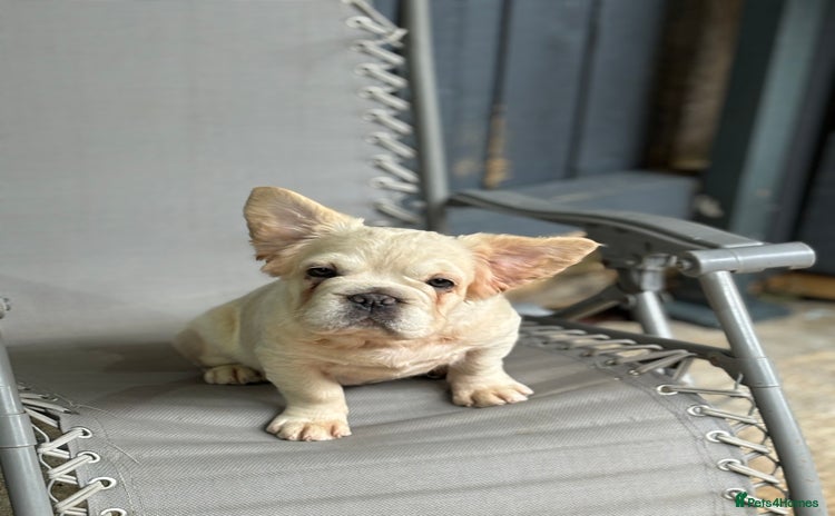 French Bulldog dogs - Advert 2