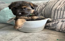 German Shepherd dogs for sale: Only 1 boy left Kc German Shepherd Puppies in Canvey Island - Image 22