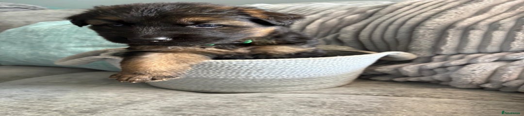 Green collar 