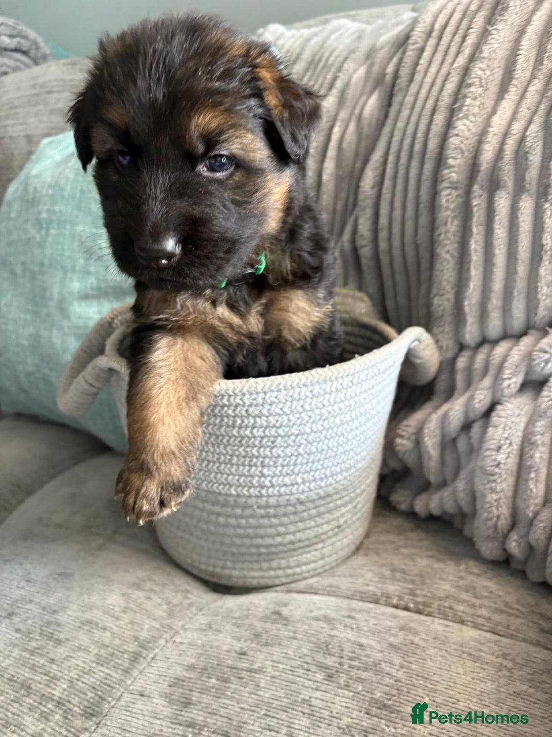 German Shepherd dogs for sale: Only 1 boy left Kc German Shepherd Puppies in Canvey Island - Image 22