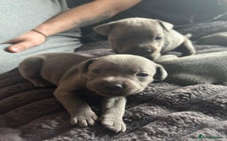 Staffordshire Bull Terrier dogs for sale: Beautiful Full Blue Staffordshire Puppies for sale - Image 7