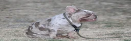 French Bulldog dogs for stud: Isabella & tan merle - Advert 8