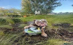 English Bulldog dogs for stud: Pablo - Image 3