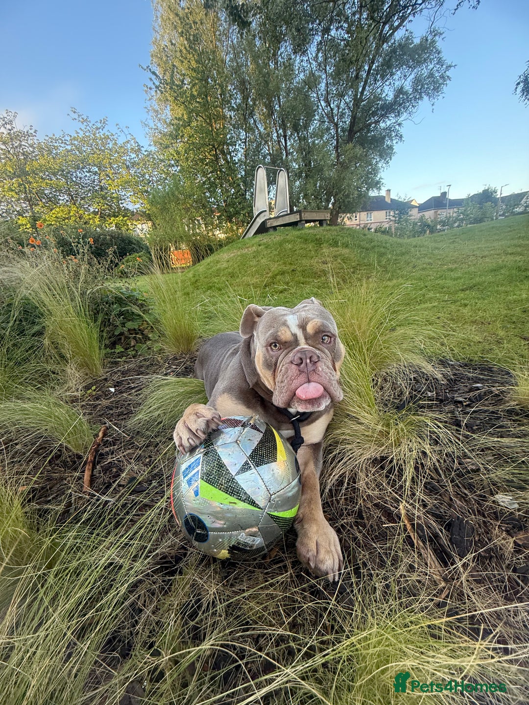 English Bulldog dogs for stud: Pablo - Image 3