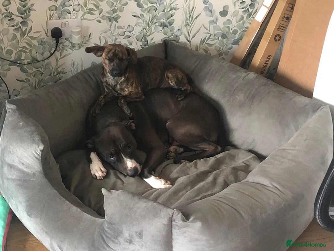 American Bully dogs for sale: Penny  in Bedworth - Advert 2